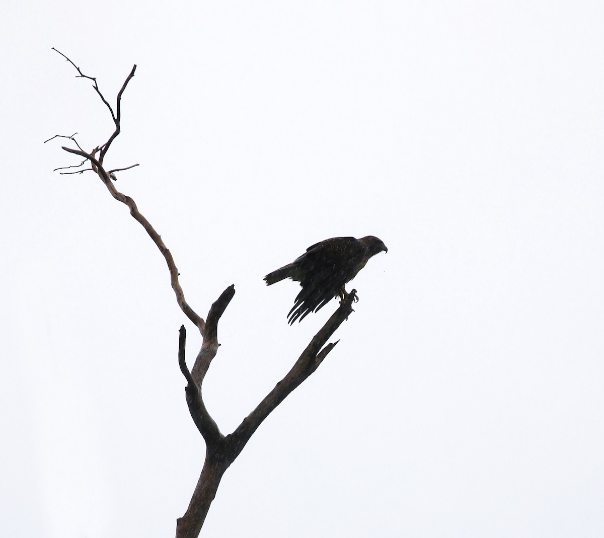 Red-tailed Hawk - David Ascanio