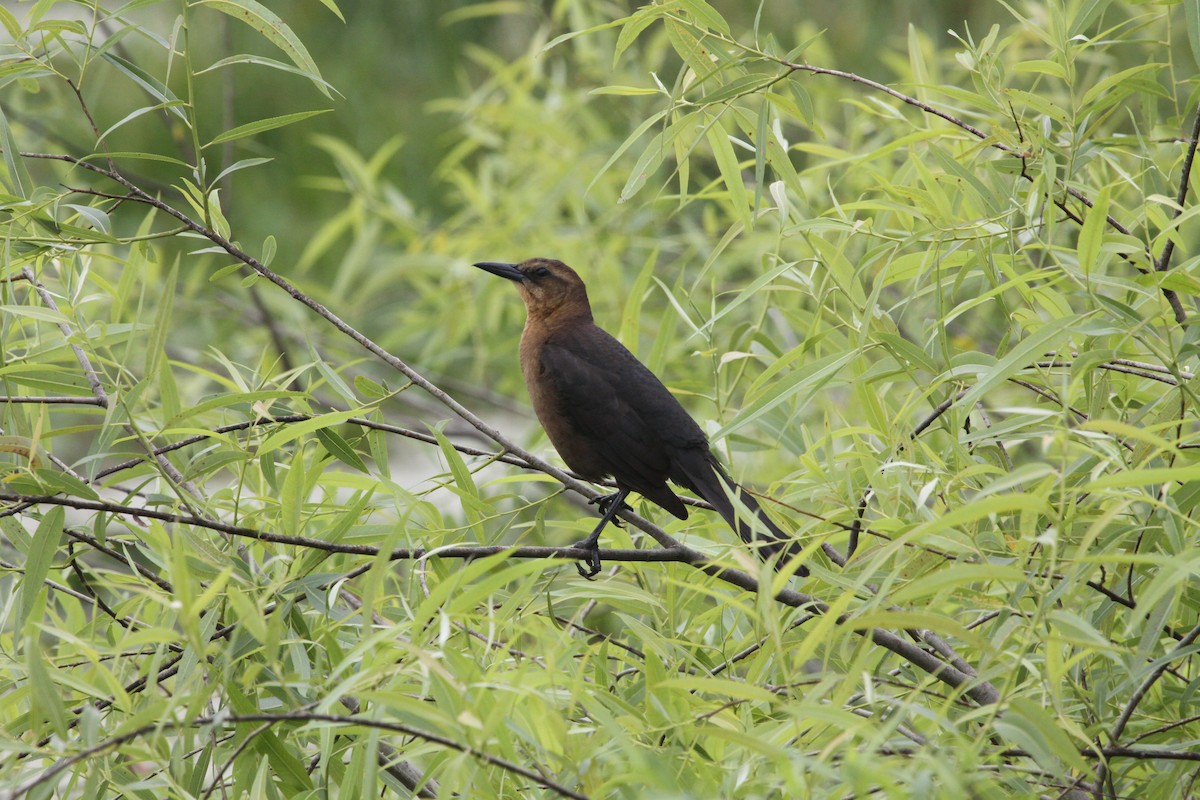 Boat-tailed Grackle - ML387127201