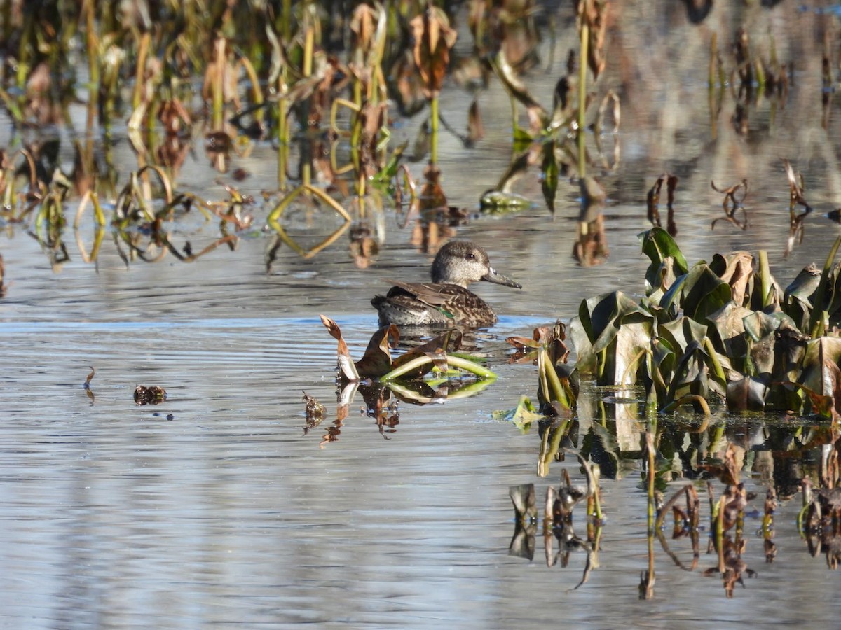 Green-winged Teal - ML387129541