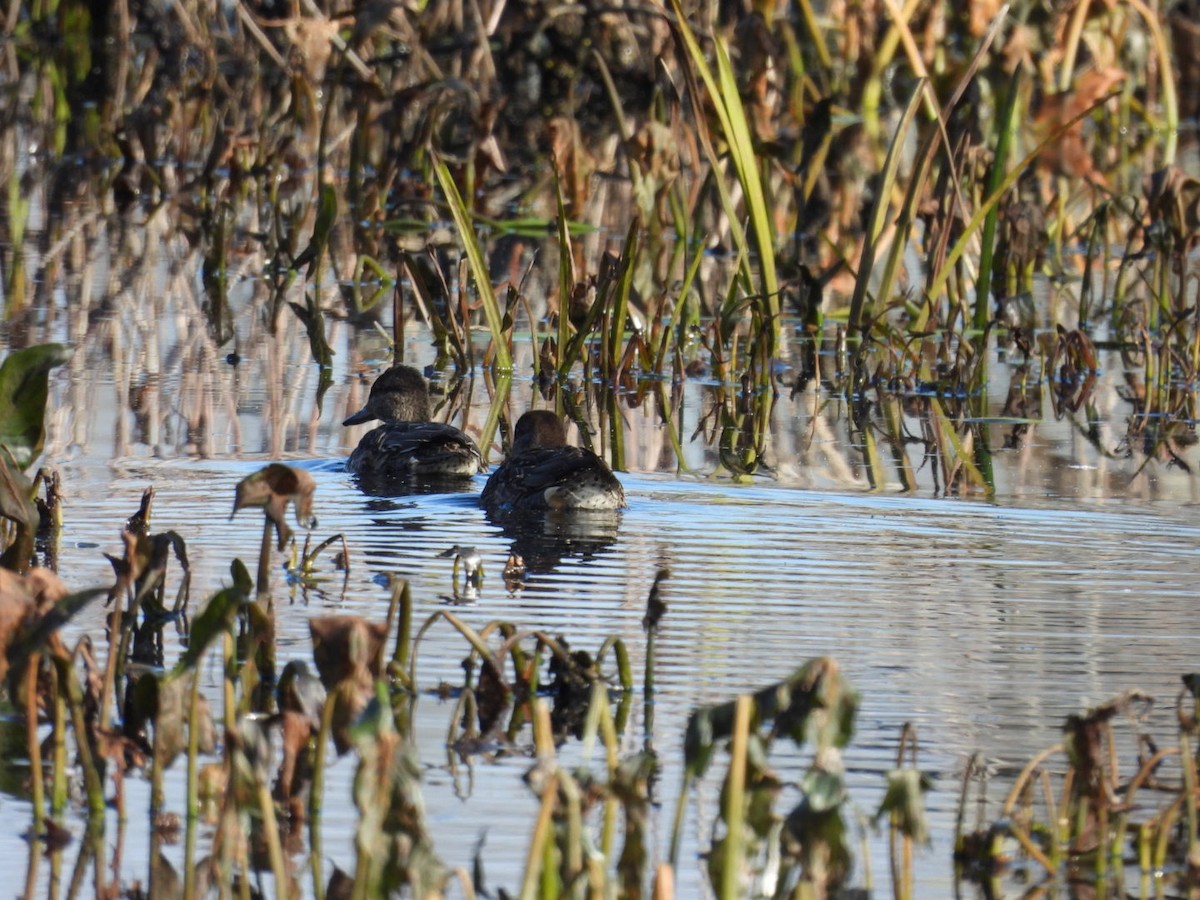 Green-winged Teal - ML387129551