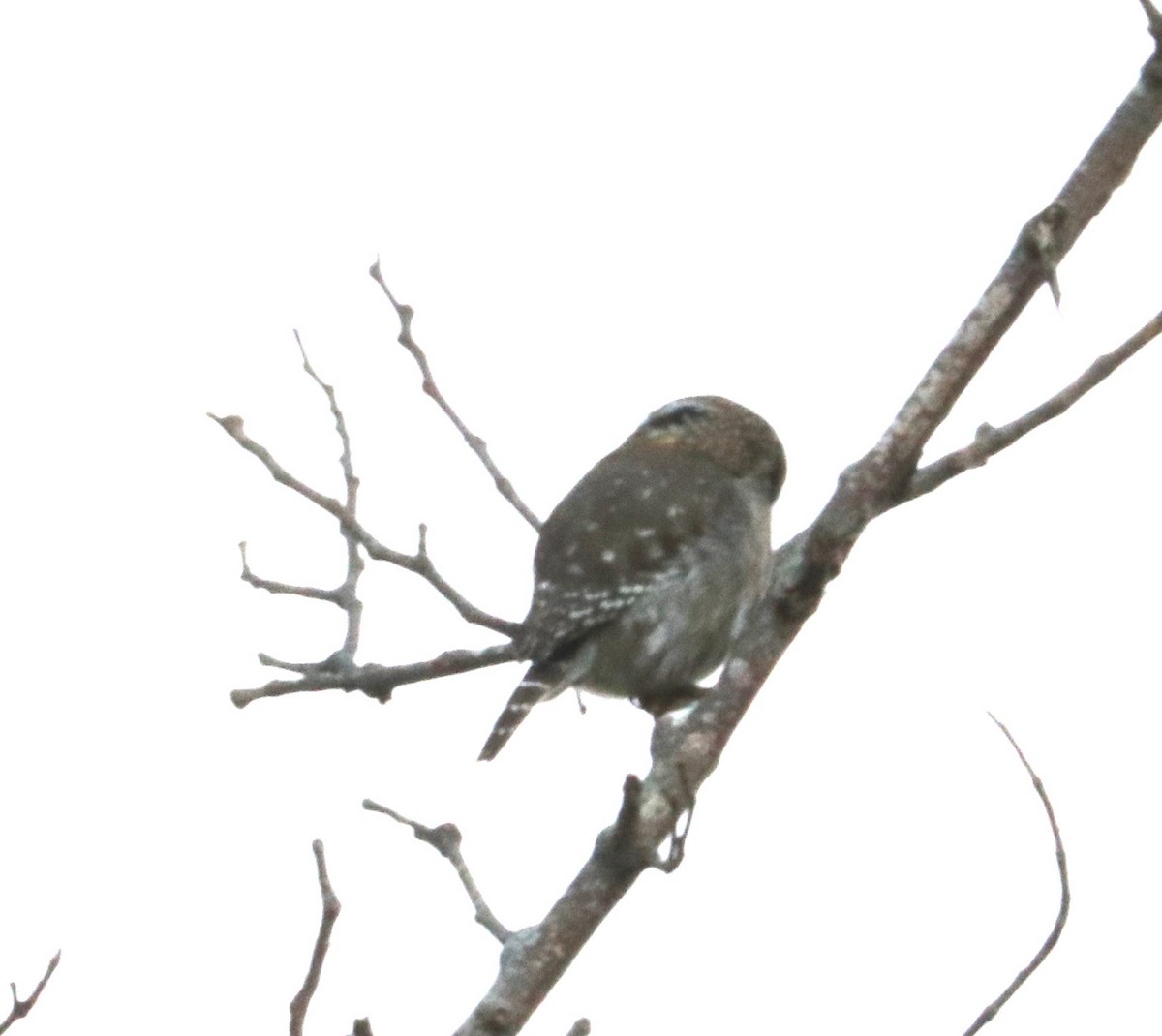Peruvian Pygmy-Owl - Karl Overman