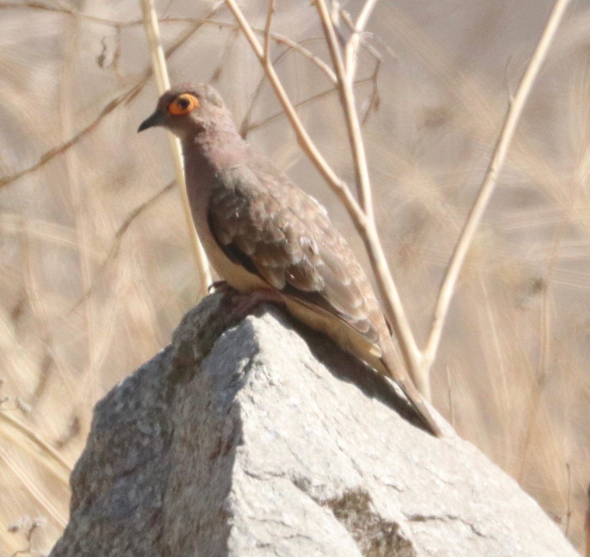 Bare-faced Ground Dove - Karl Overman
