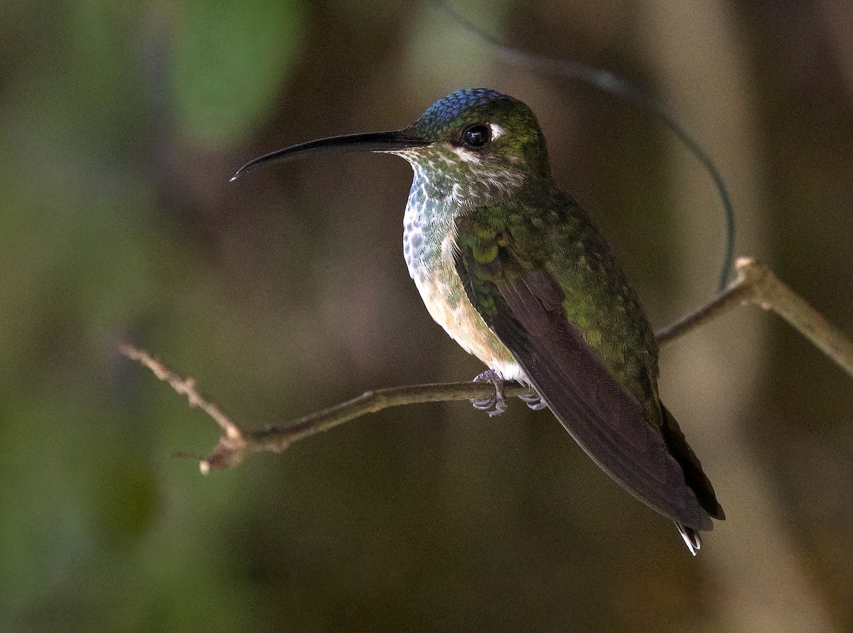 Violet-chested Hummingbird - ML387133651