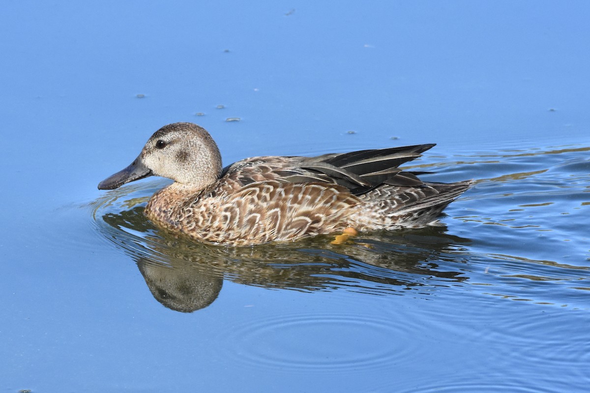Blue-winged Teal - Andrew Dobson