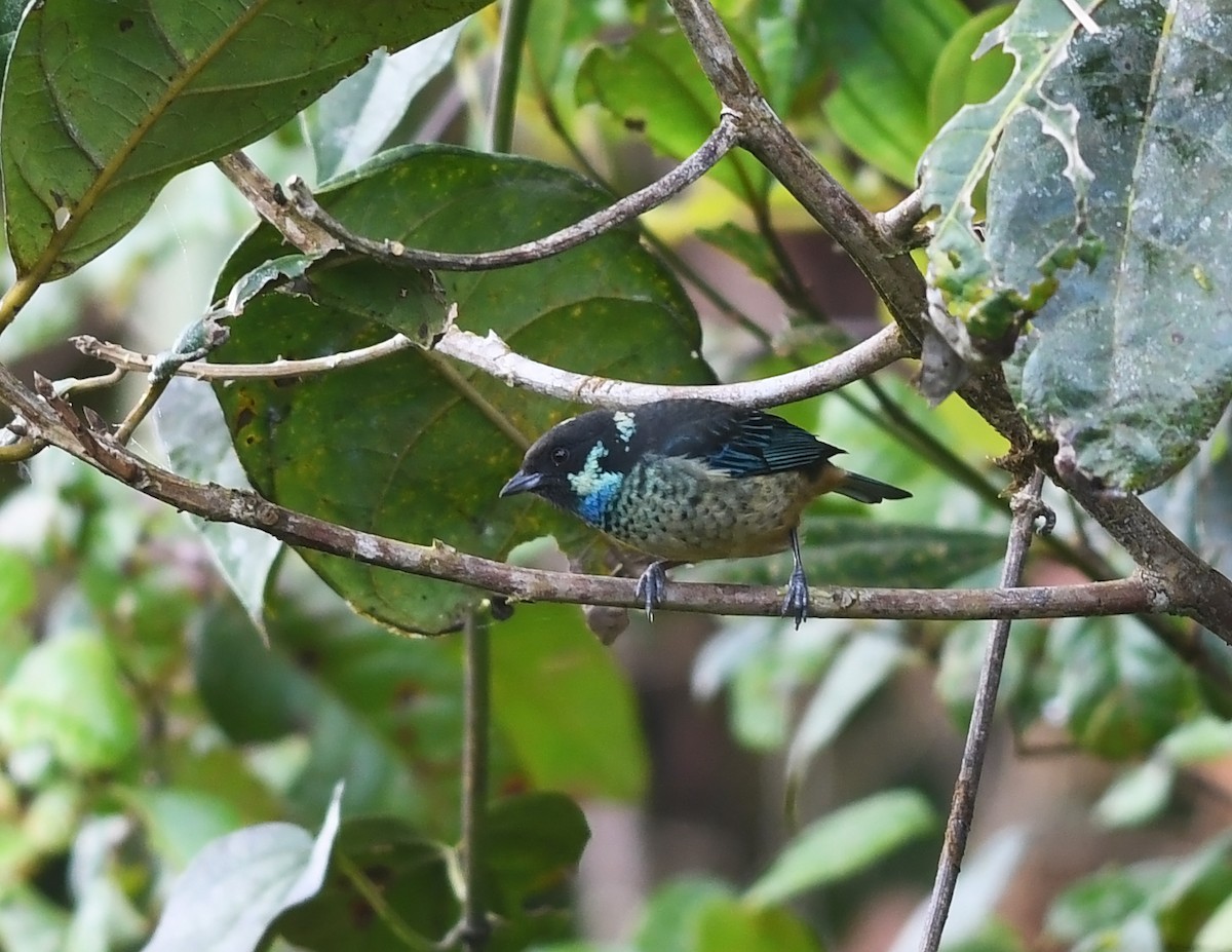 Green-naped Tanager - ML387148161