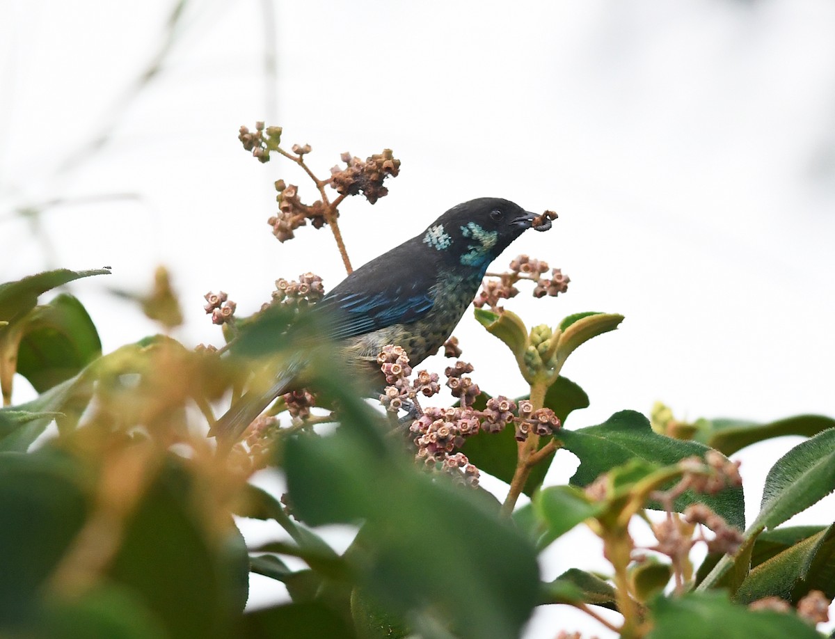 Green-naped Tanager - ML387148191