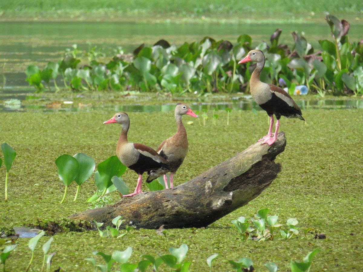 Black-bellied Whistling-Duck - Sara Griffith