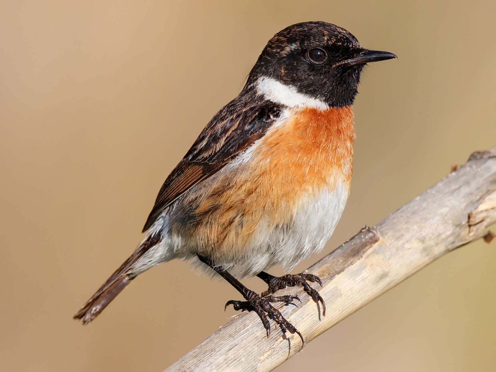 European Stonechat - Daniel Pettersson