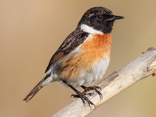 European Stonechat - eBird