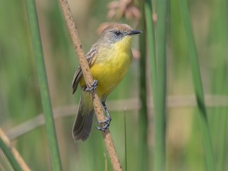  - Warbling Doradito