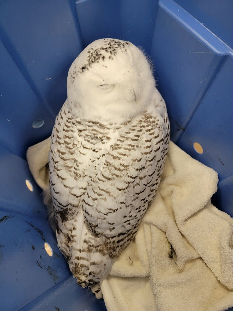 Snowy Owl - ML387163681