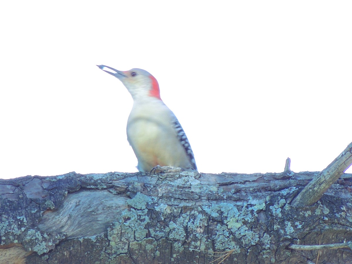 Red-bellied Woodpecker - Dinah Bouthot