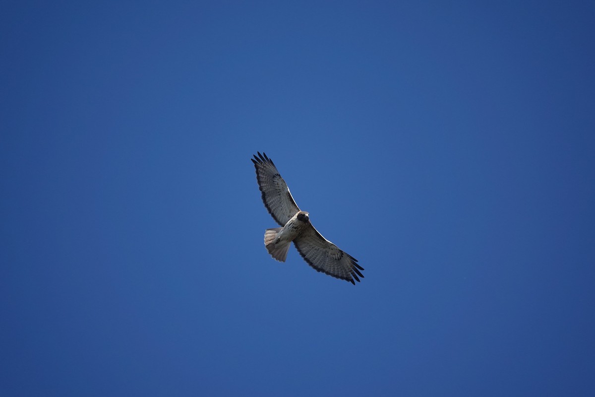 Red-tailed Hawk - ML387167011