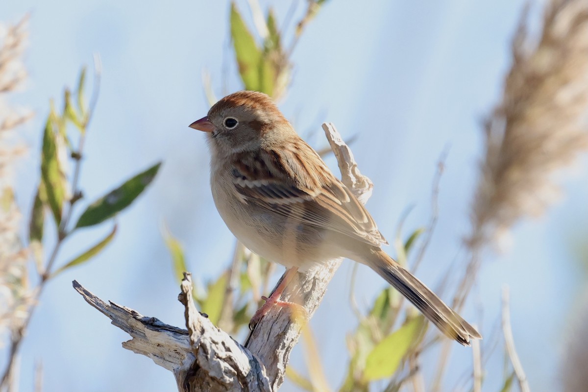 Field Sparrow - Anne Bielamowicz
