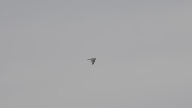 White-tailed Kite - ML387172301