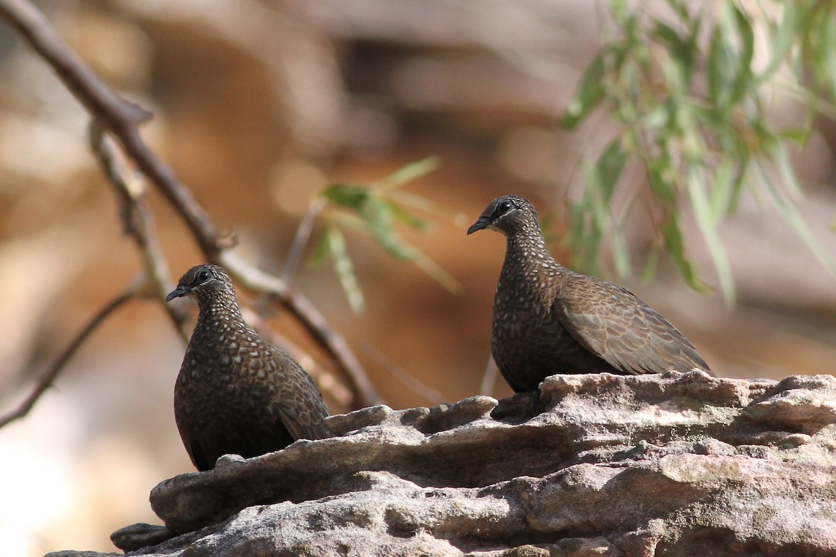 Chestnut-quilled Rock-Pigeon - Chris Wiley