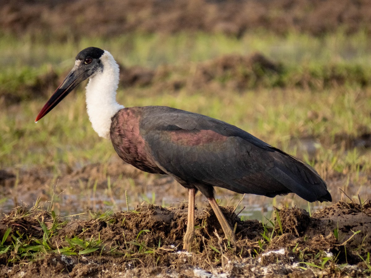 Asian Woolly-necked Stork - shyamkumar puravankara