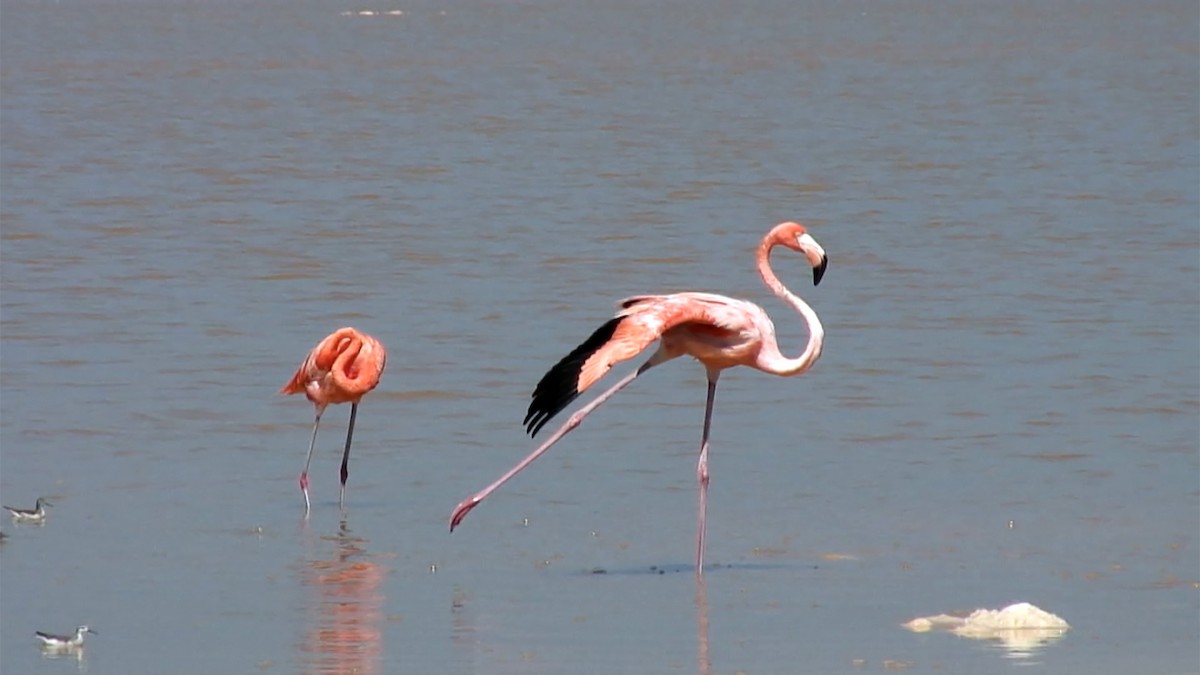 American Flamingo - Josep del Hoyo