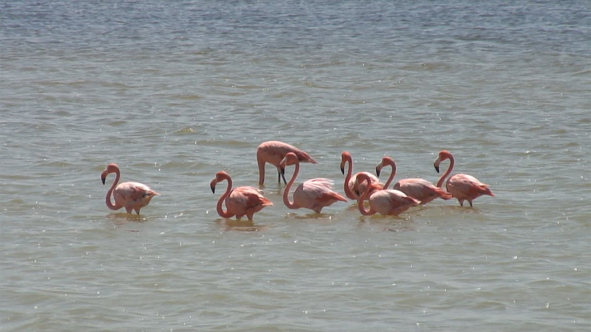 American Flamingo - ML387180341