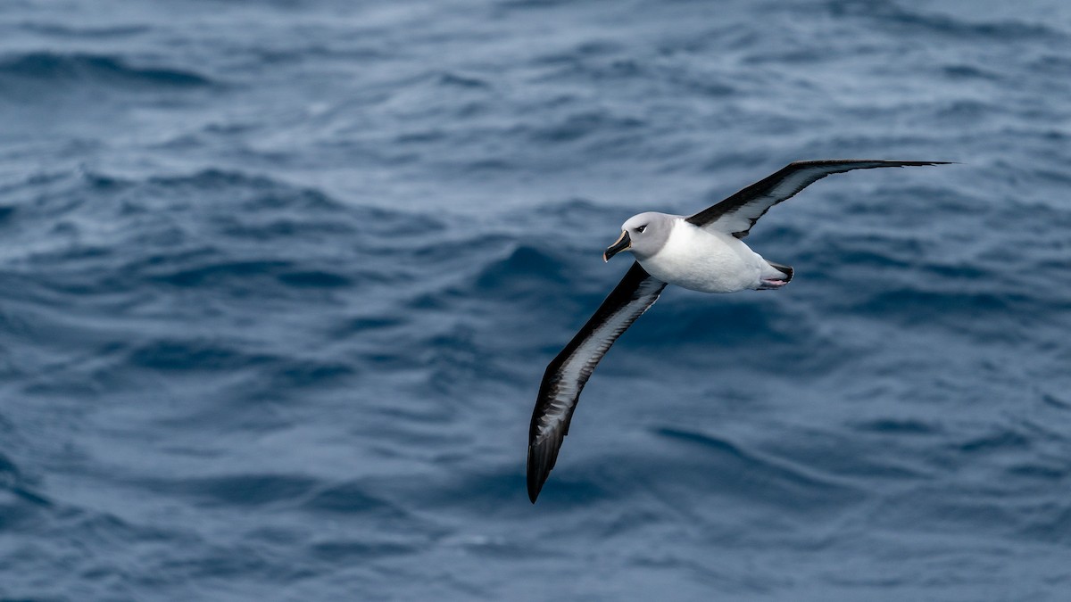 Gray-headed Albatross - ML387184471