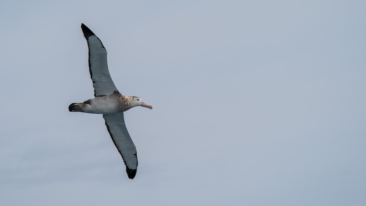 albatros stěhovavý - ML387184531