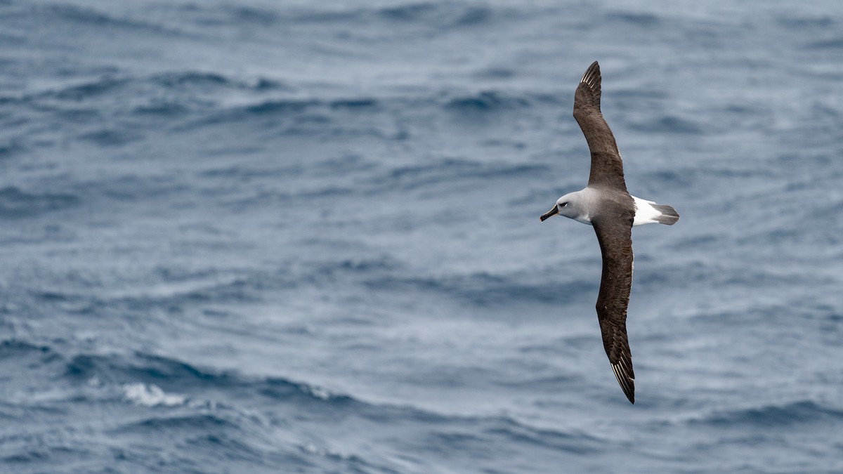 Gray-headed Albatross - ML387184551