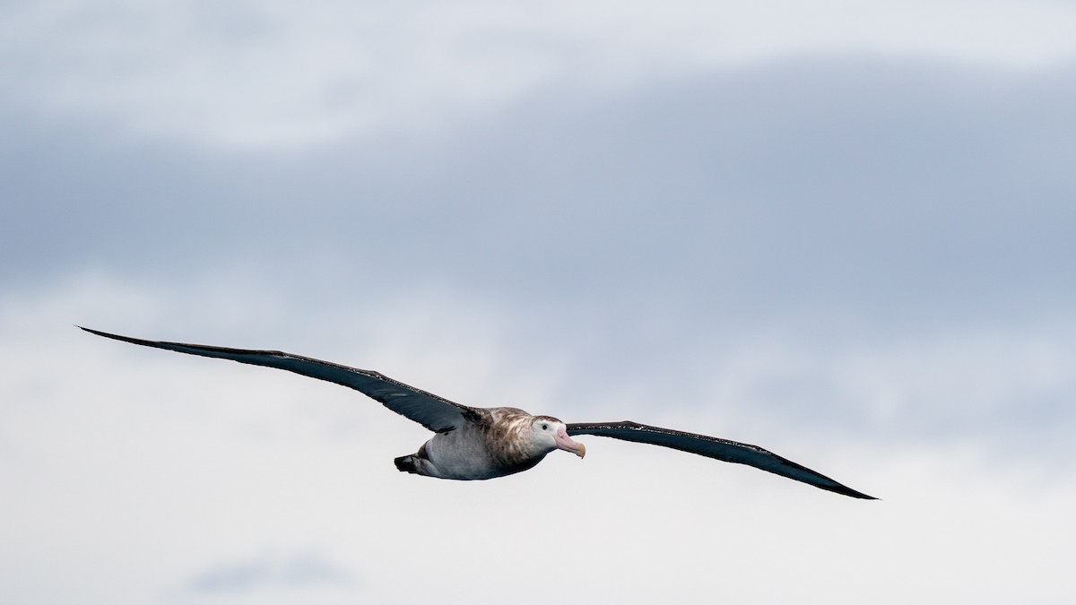 albatros stěhovavý - ML387184571