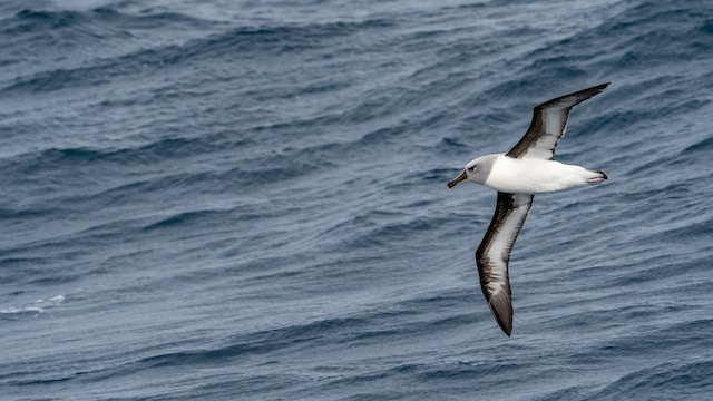 ハイガシラアホウドリ Ebird