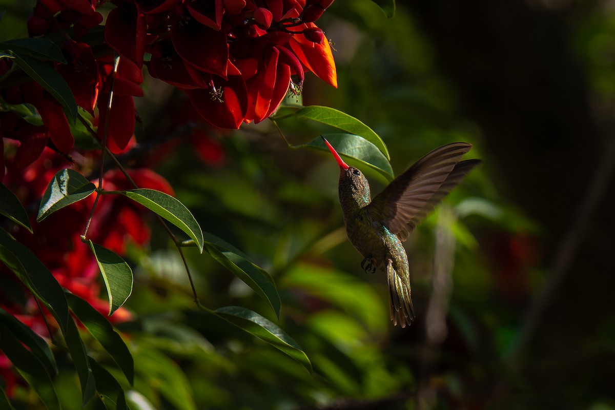 Gilded Hummingbird - Pablo Ramos