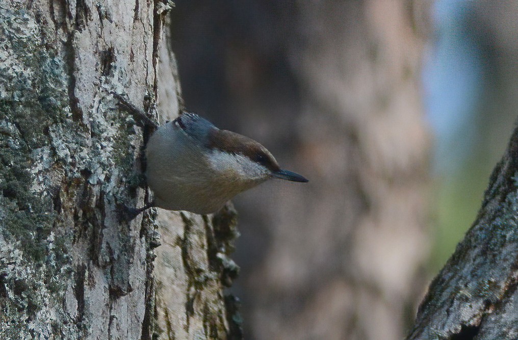 Brown-headed Nuthatch - ML387186861