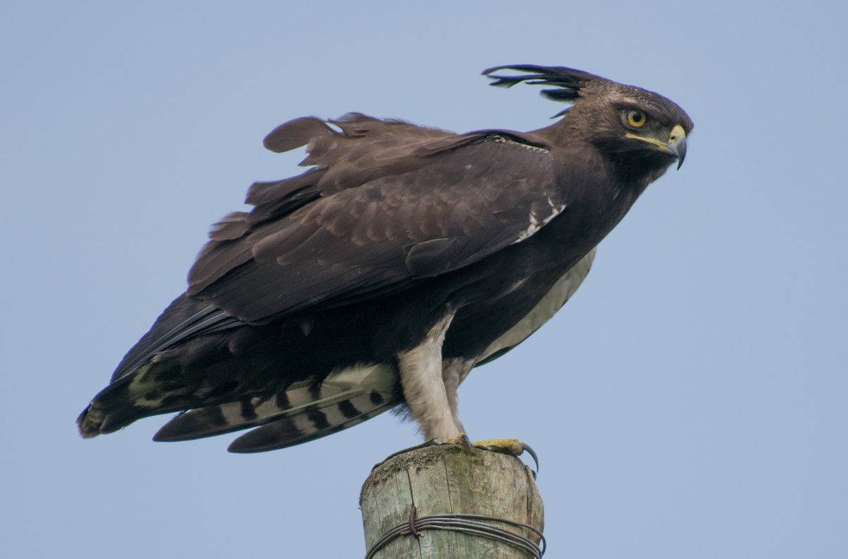 Long-crested Eagle - Miquel Rafa