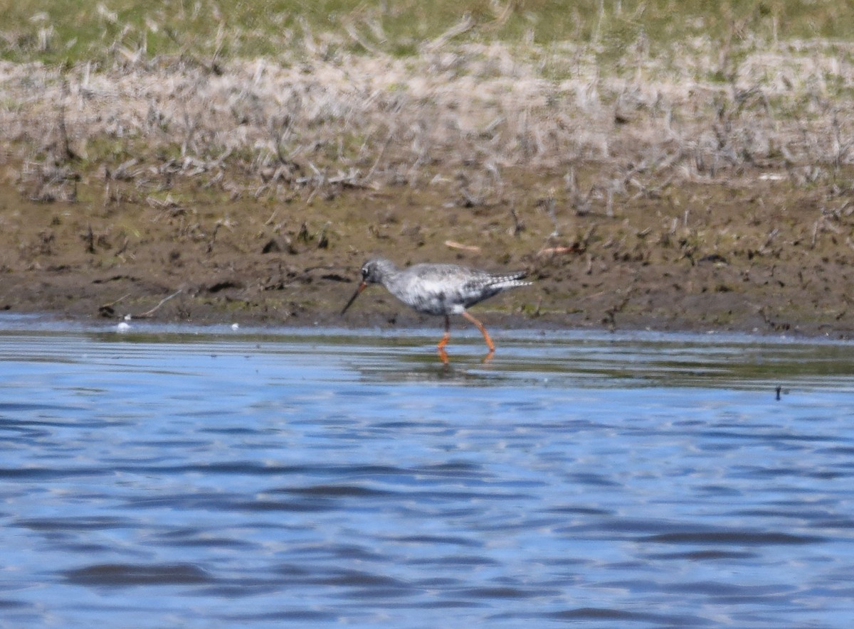 Spotted Redshank - A Emmerson