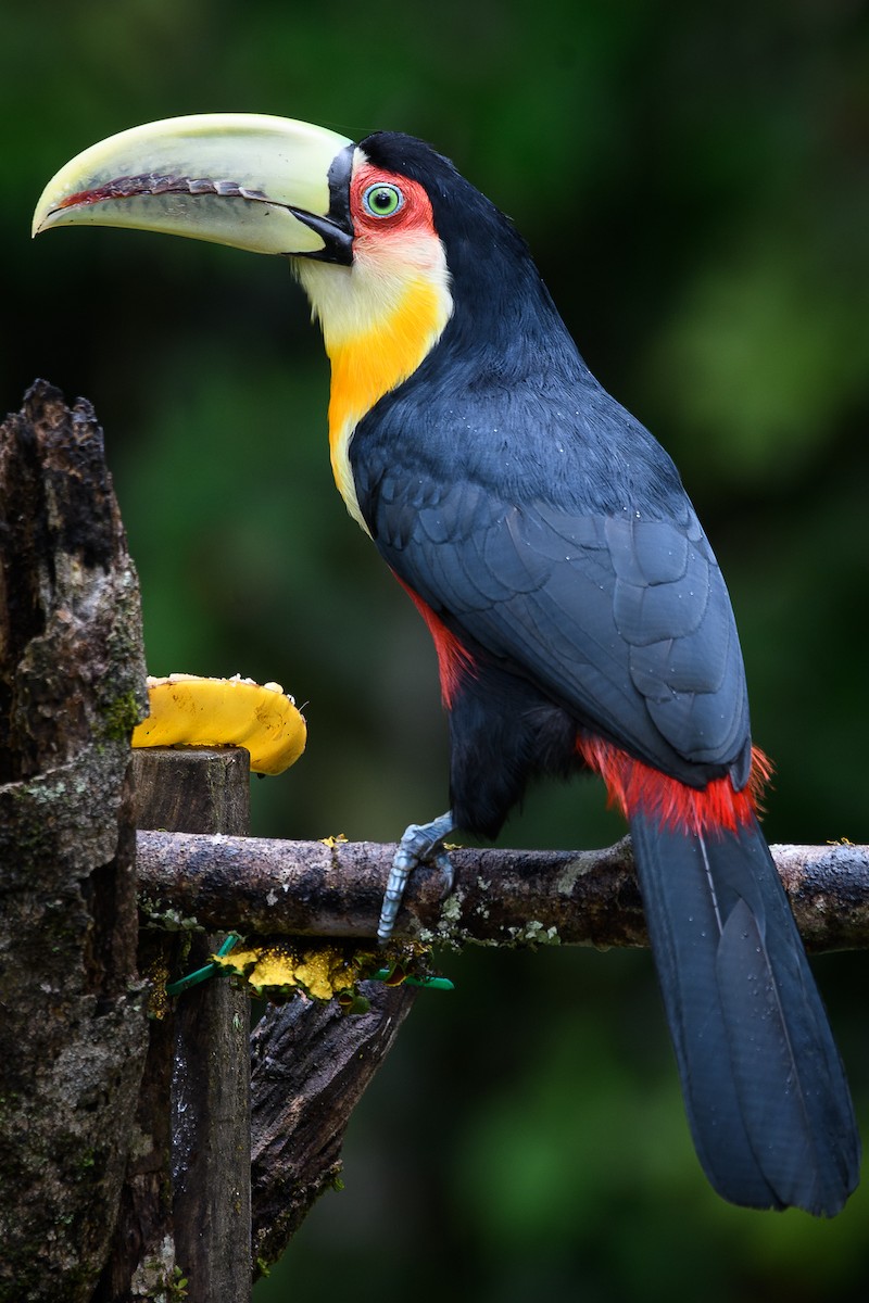 Red-breasted Toucan - ML387198581