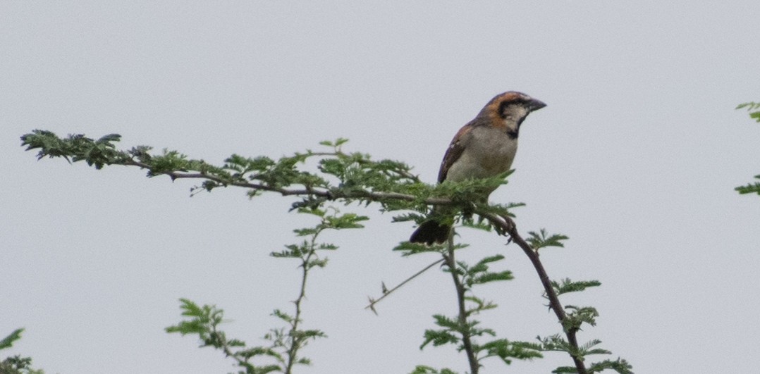 Shelley's Rufous Sparrow - ML387201291