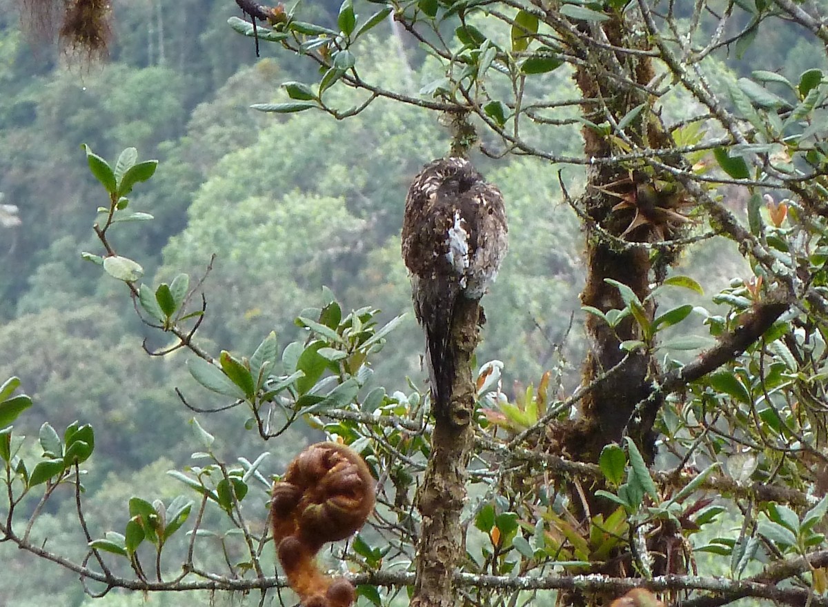 Andean Potoo - ML38720581