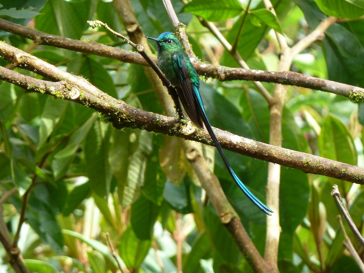 Long-tailed Sylph - ML38721031