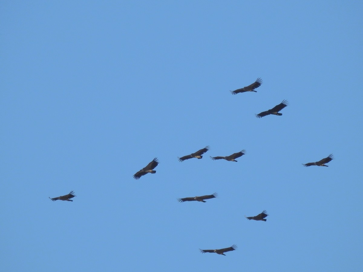 Cinereous Vulture - ML387213331