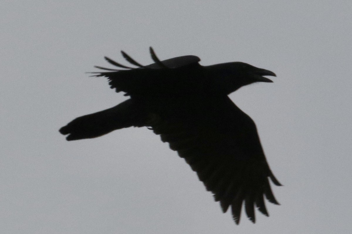 Common Raven - Jim Smallwood