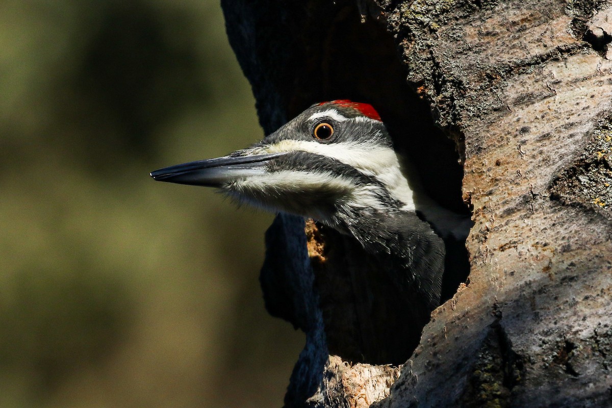 Pileated Woodpecker - ML387219441