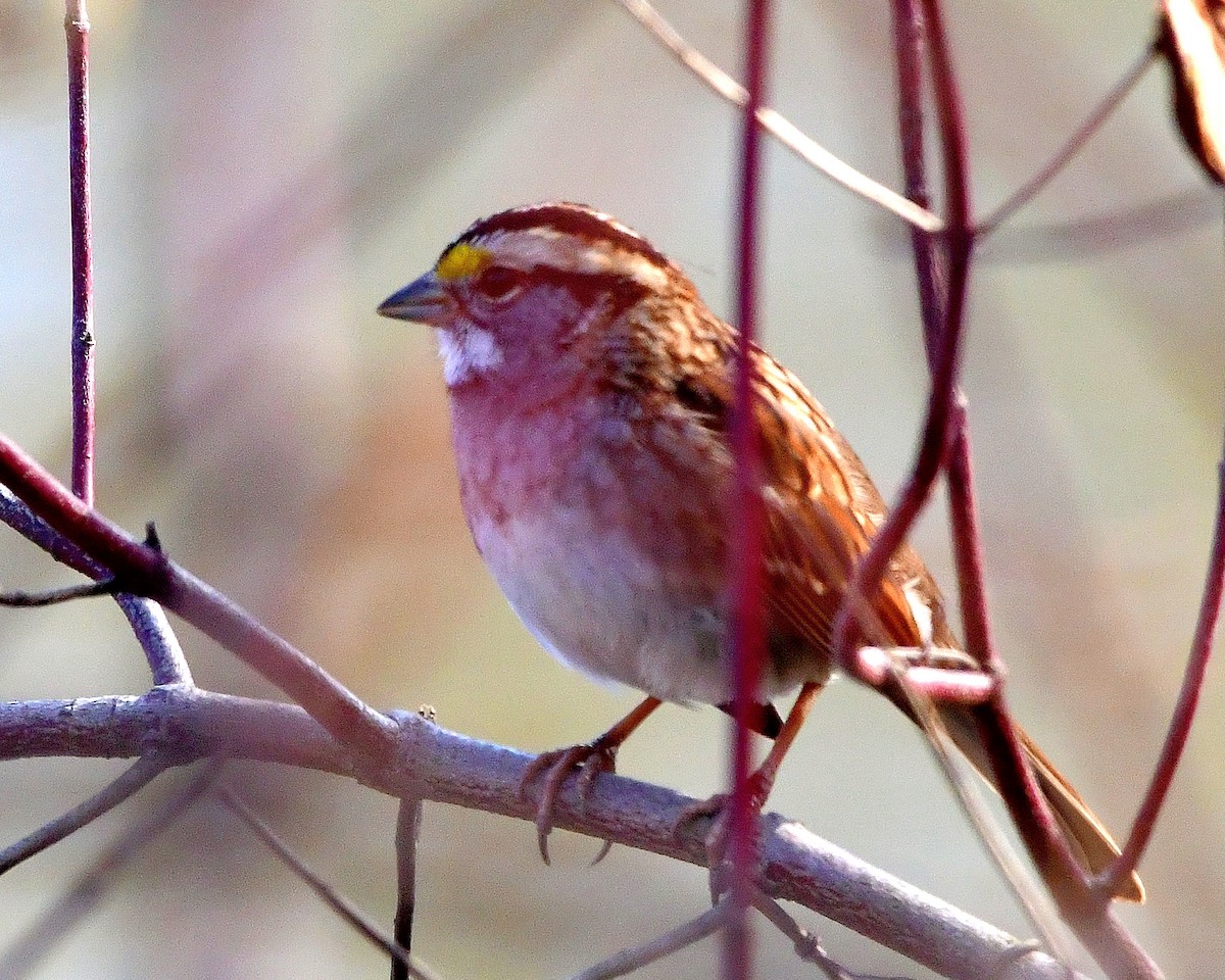 White-throated Sparrow - ML387222881
