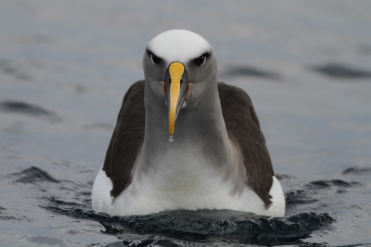 Buller's Albatross - Chris Wiley