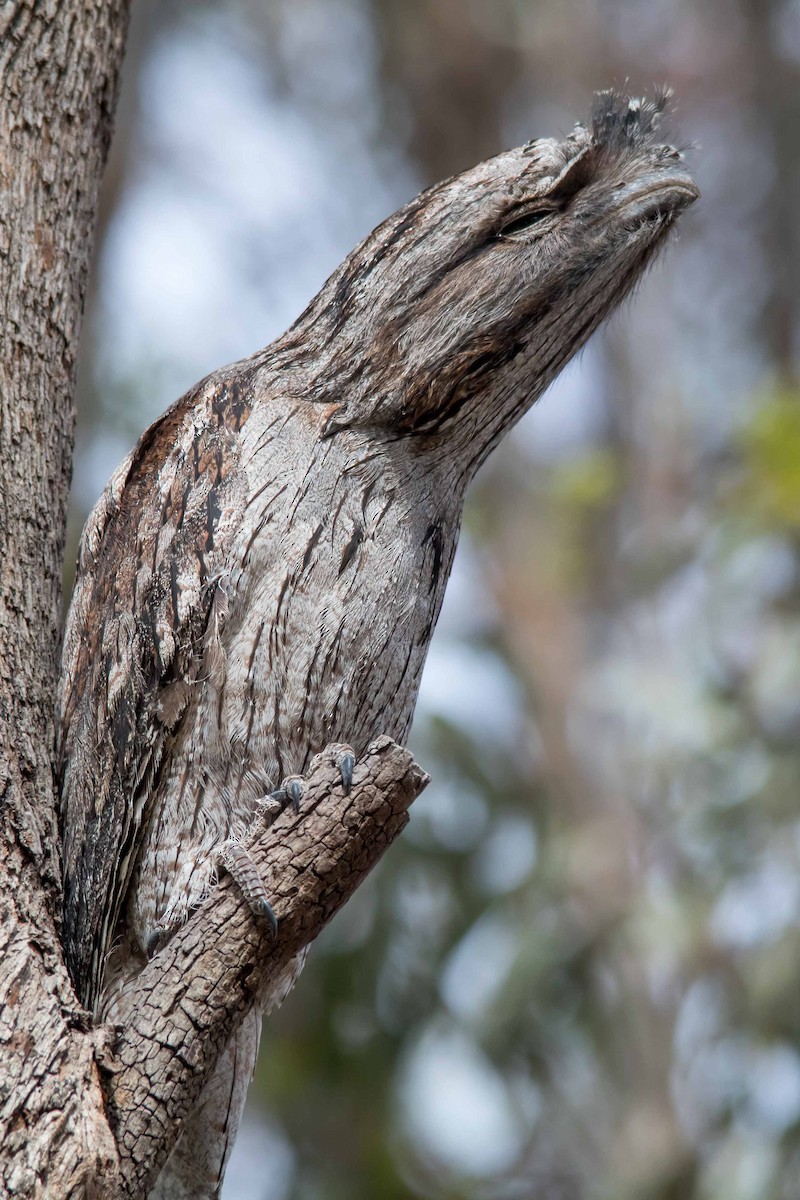 Tawny Frogmouth - Andrew Allen