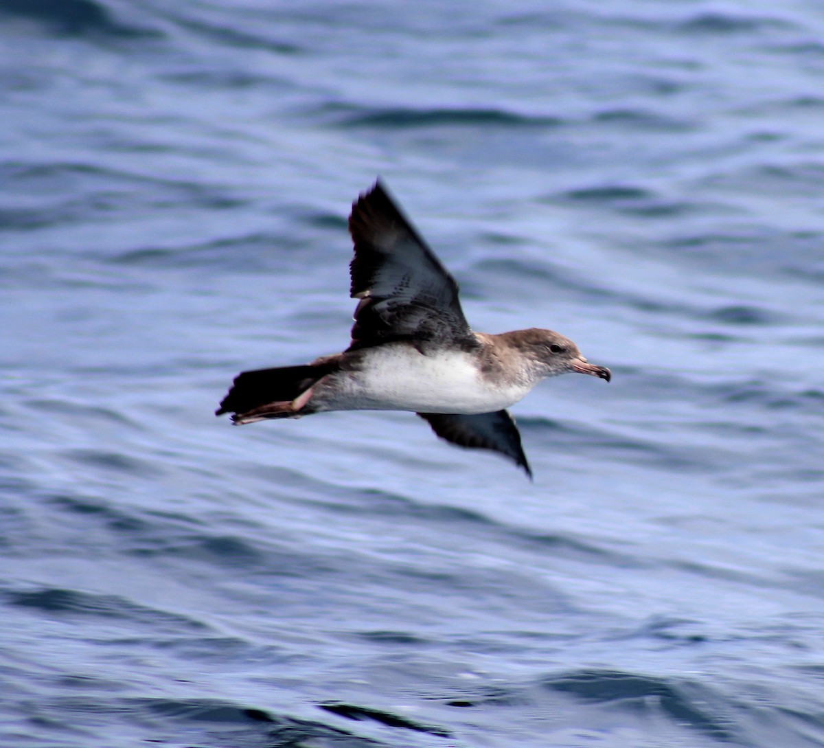 Pink-footed Shearwater - ML38722671