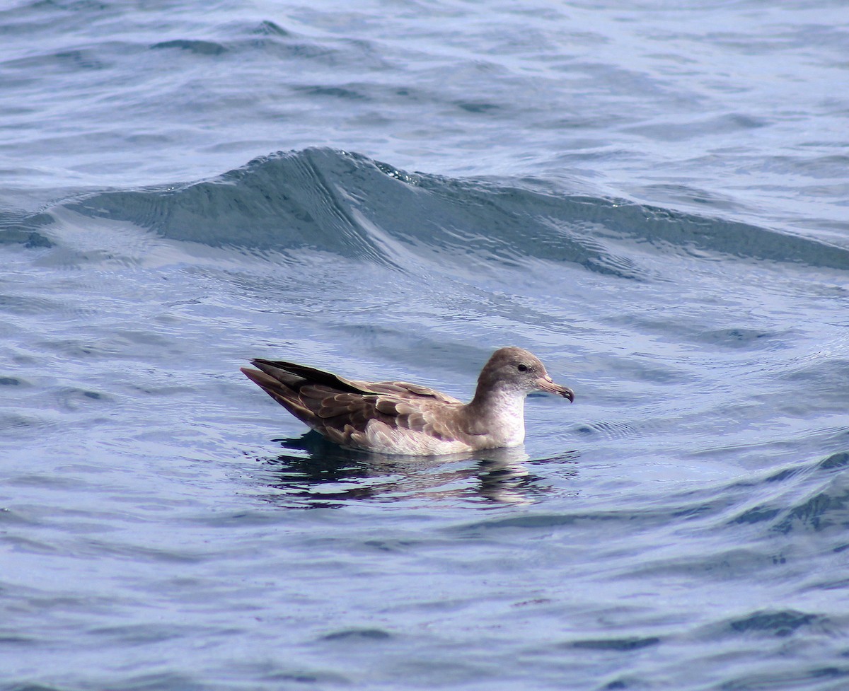 Pink-footed Shearwater - ML38722681