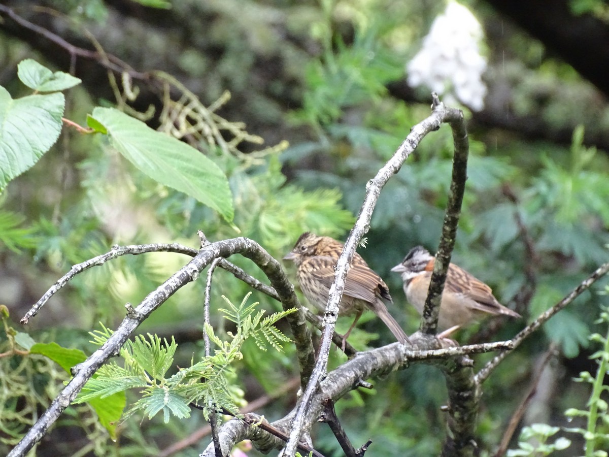Rufous-collared Sparrow - ML387231501