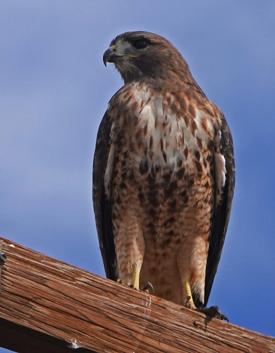 Red-tailed Hawk - ML387233971
