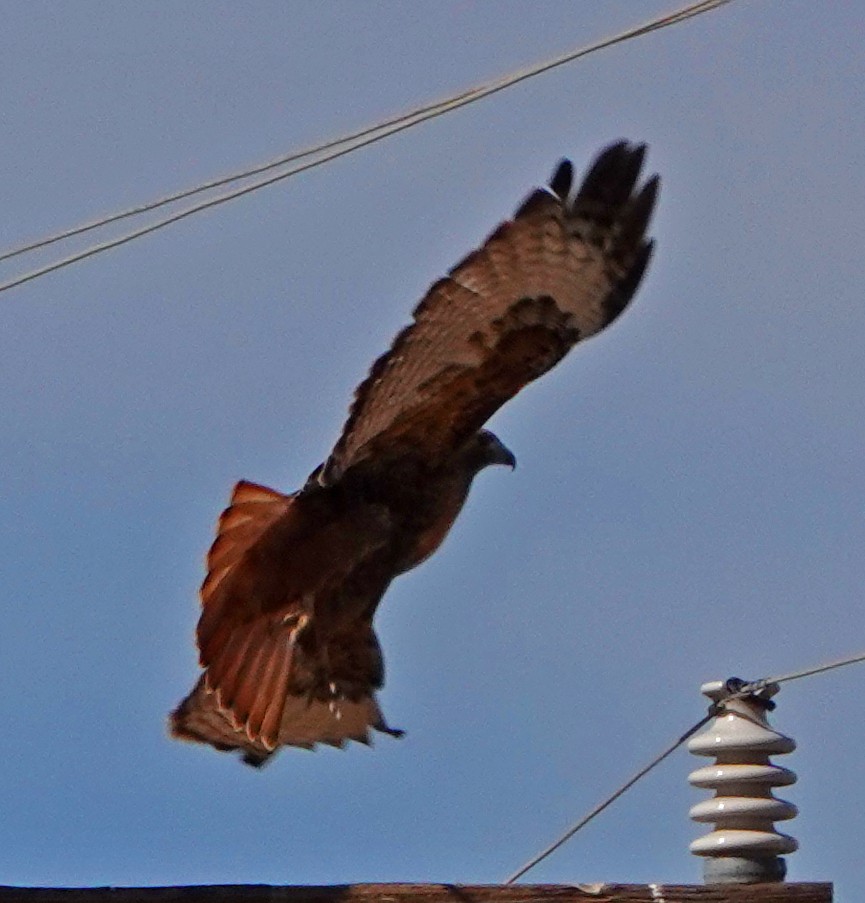 Red-tailed Hawk - ML387234061