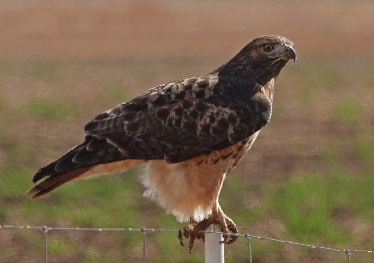 Red-tailed Hawk - ML387234081
