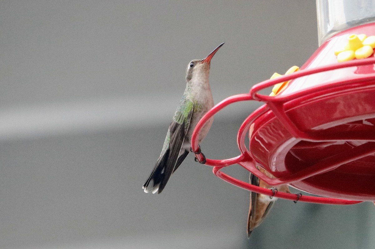 Broad-billed Hummingbird - Ryan Winkleman