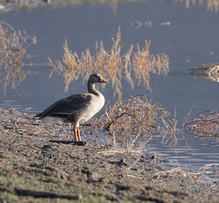 Greater White-fronted Goose, ML387239561